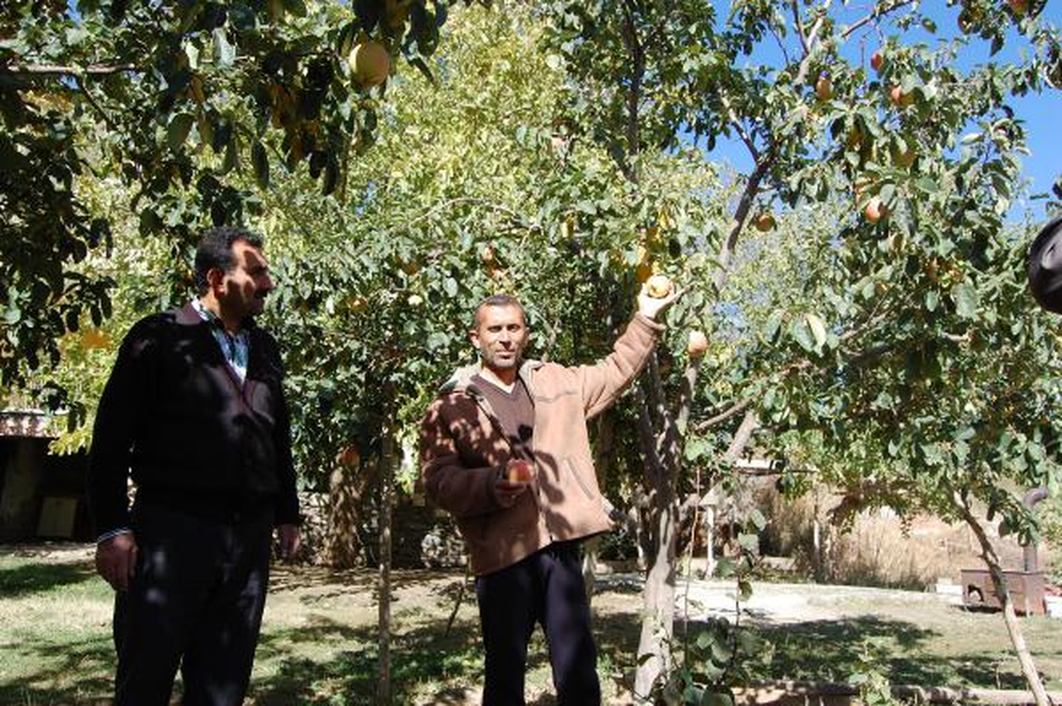 11 Yıl Sonra İlk Ürün, Kırmızı Ayva