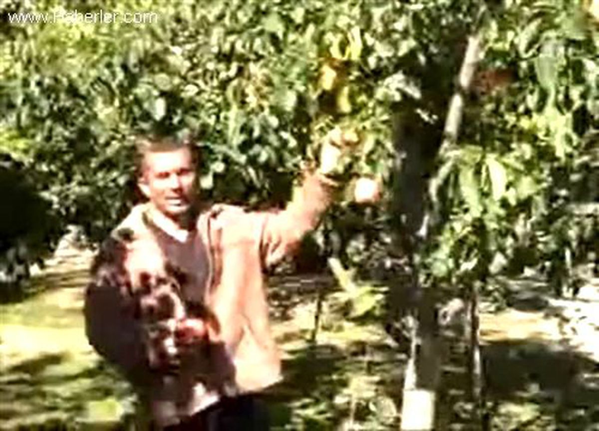 11 Yıl Sonra İlk Ürün, Kırmızı Ayva