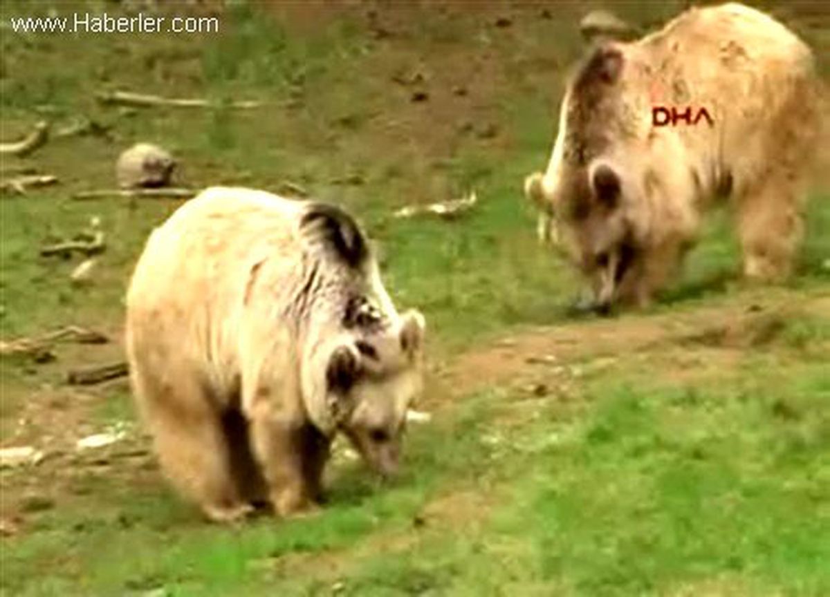 Ayılar Kışa Böyle Hazırlanıyorlar