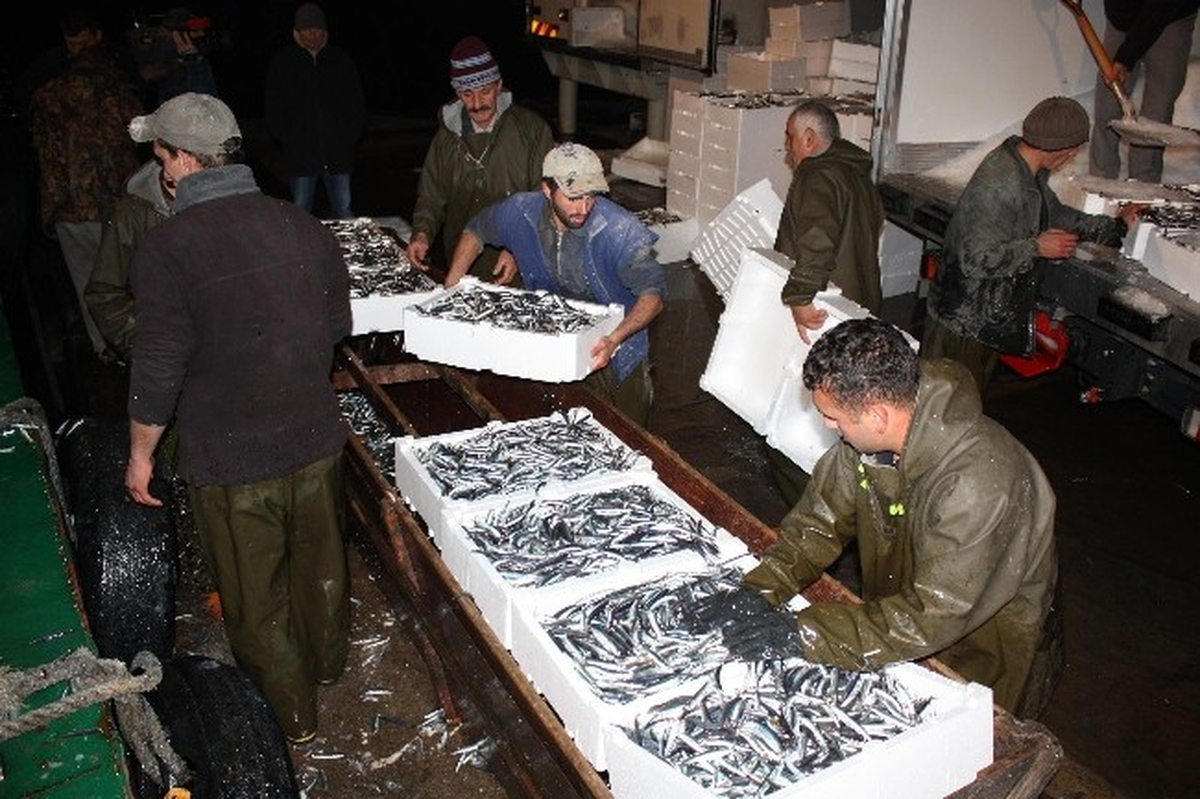 Havalar Soğudu, Hamsi Ucuzladı