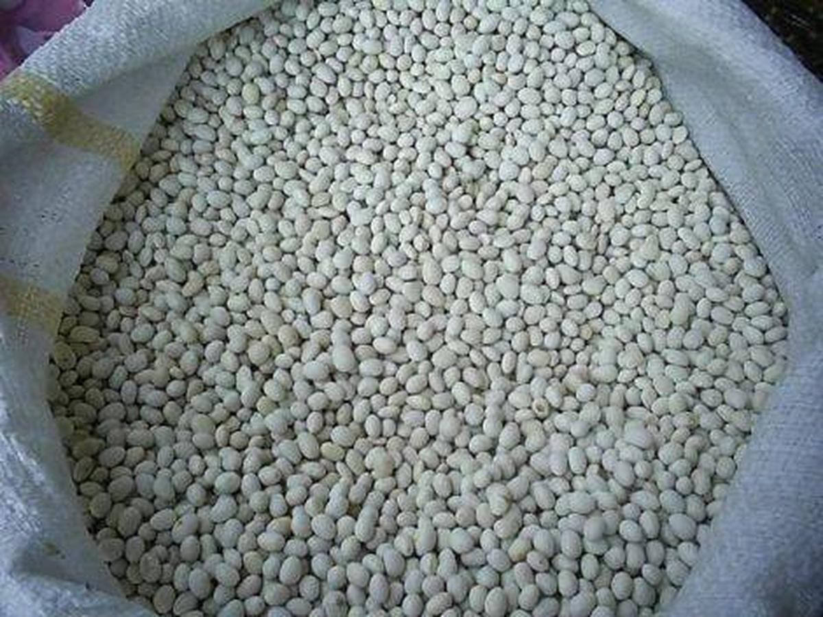 Hınıs Şeker Fasulyesinin Tescili İçin Çalışma Başlatıldı