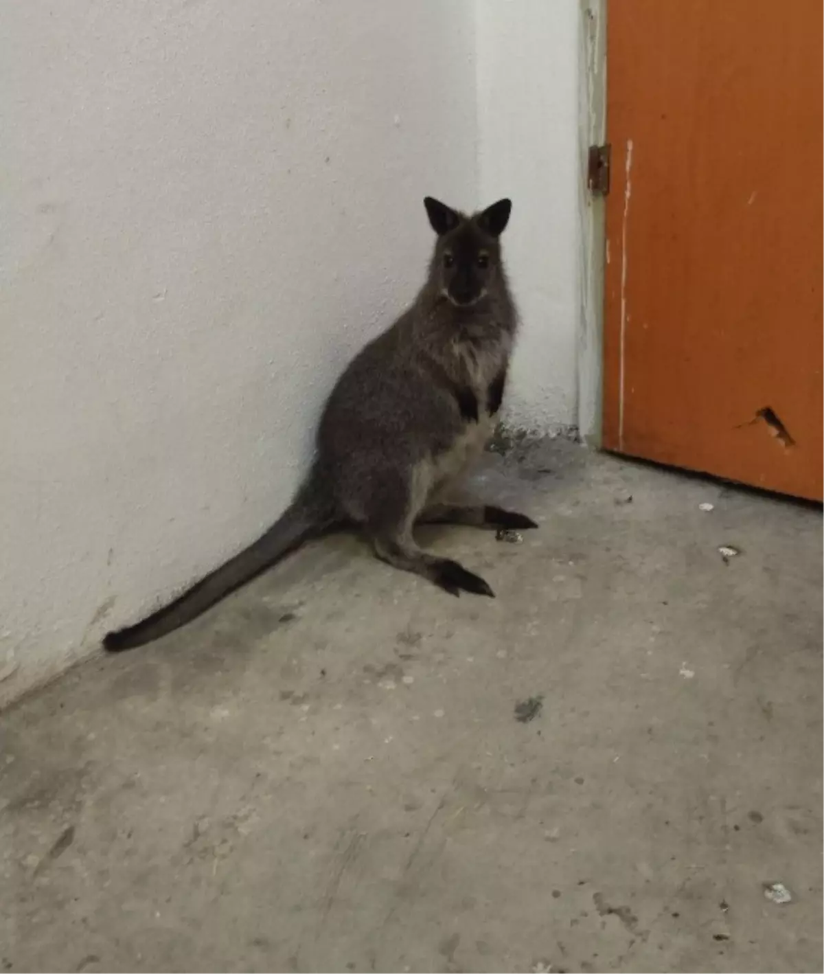 İpsala\'da Kaçak Hayvan Operasyonu