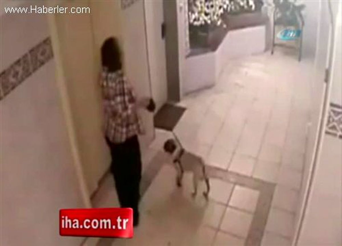 Minik Köpeğin Asansörde Sıkışma Anı Kamerada
