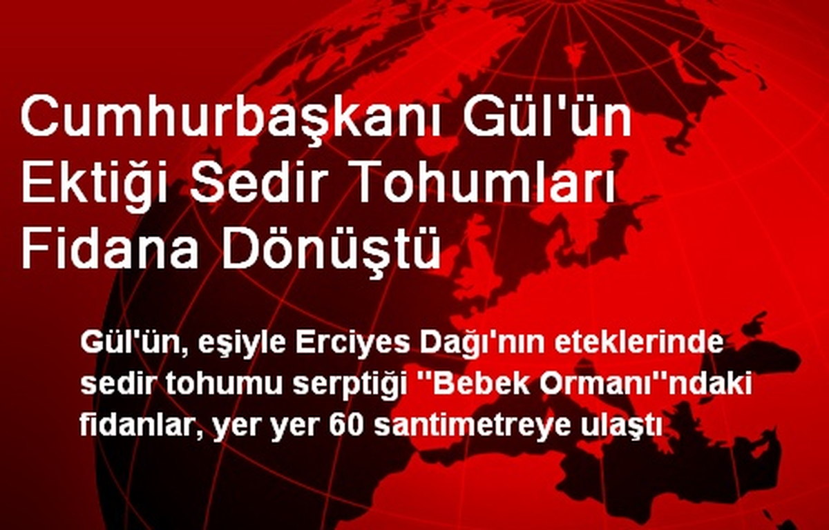 Cumhurbaşkanı Gül\'ün Ektiği Sedir Tohumları Fidana Dönüştü