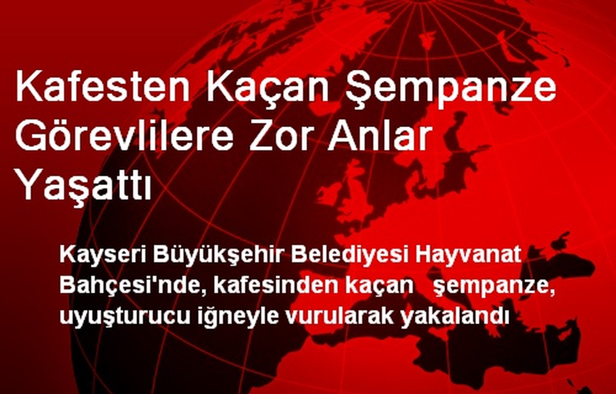 Kafesten Kaçan Şempanze Görevlilere Zor Anlar Yaşattı
