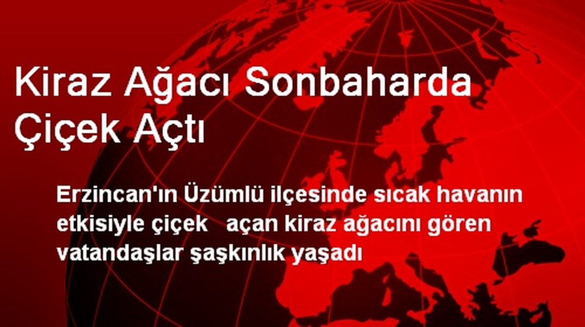 Kiraz Ağacı Sonbaharda Çiçek Açtı