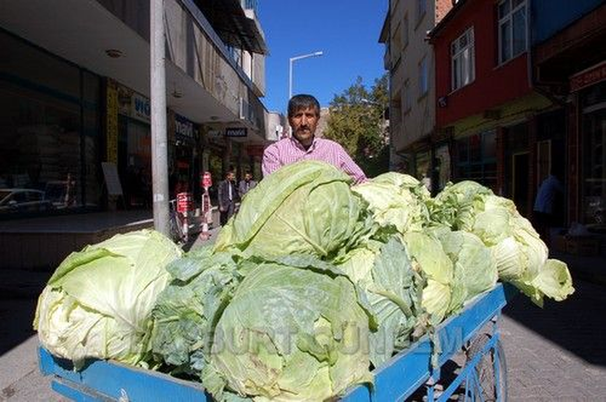 Patnos\'ta Yetiştirilen Lahanalar Pazarda Yerini Almaya Başladı