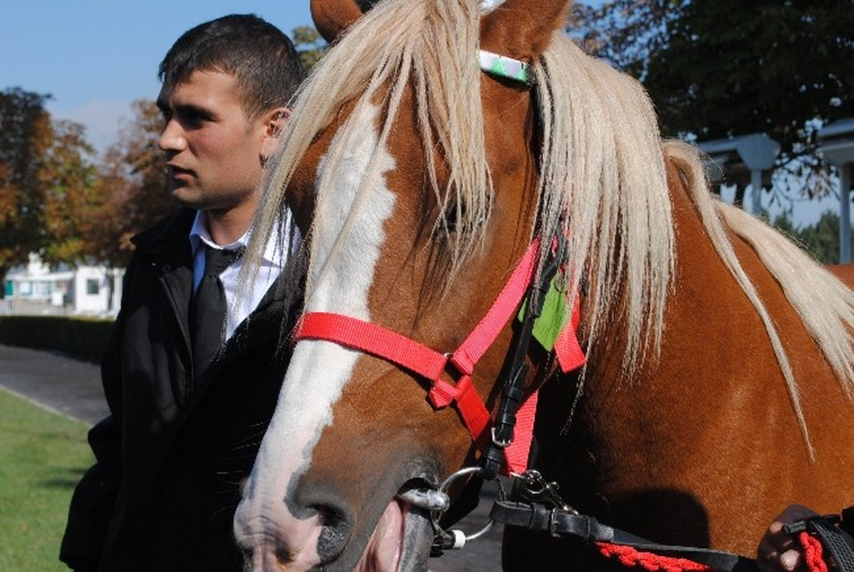 Veliefendi Hipodromunda Arap Tayları Satışa Çıkarıldı