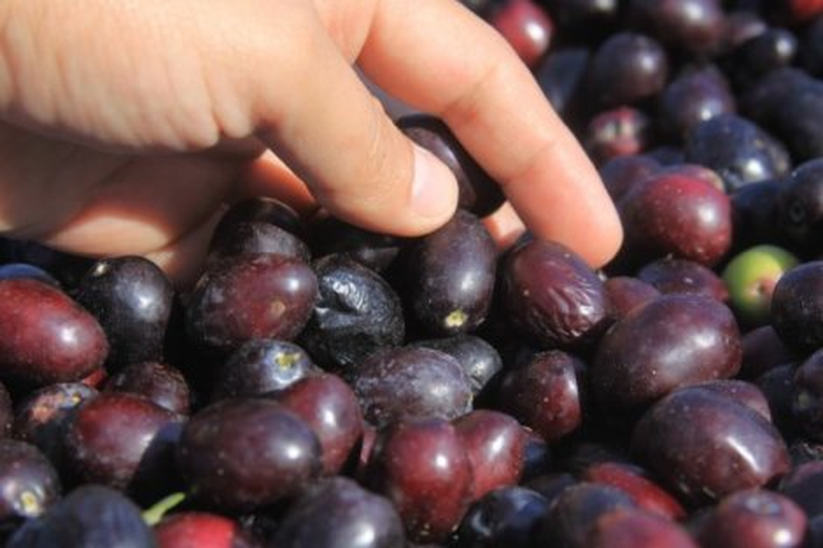 Saruhanlı\'da Zeytin Veriminde Düşüş
