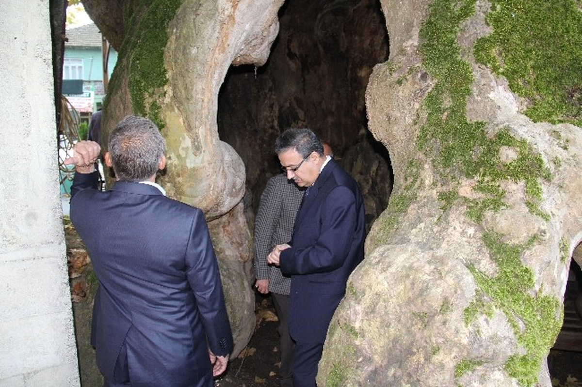 Vali Su, Anıt Ağacı İnceledi