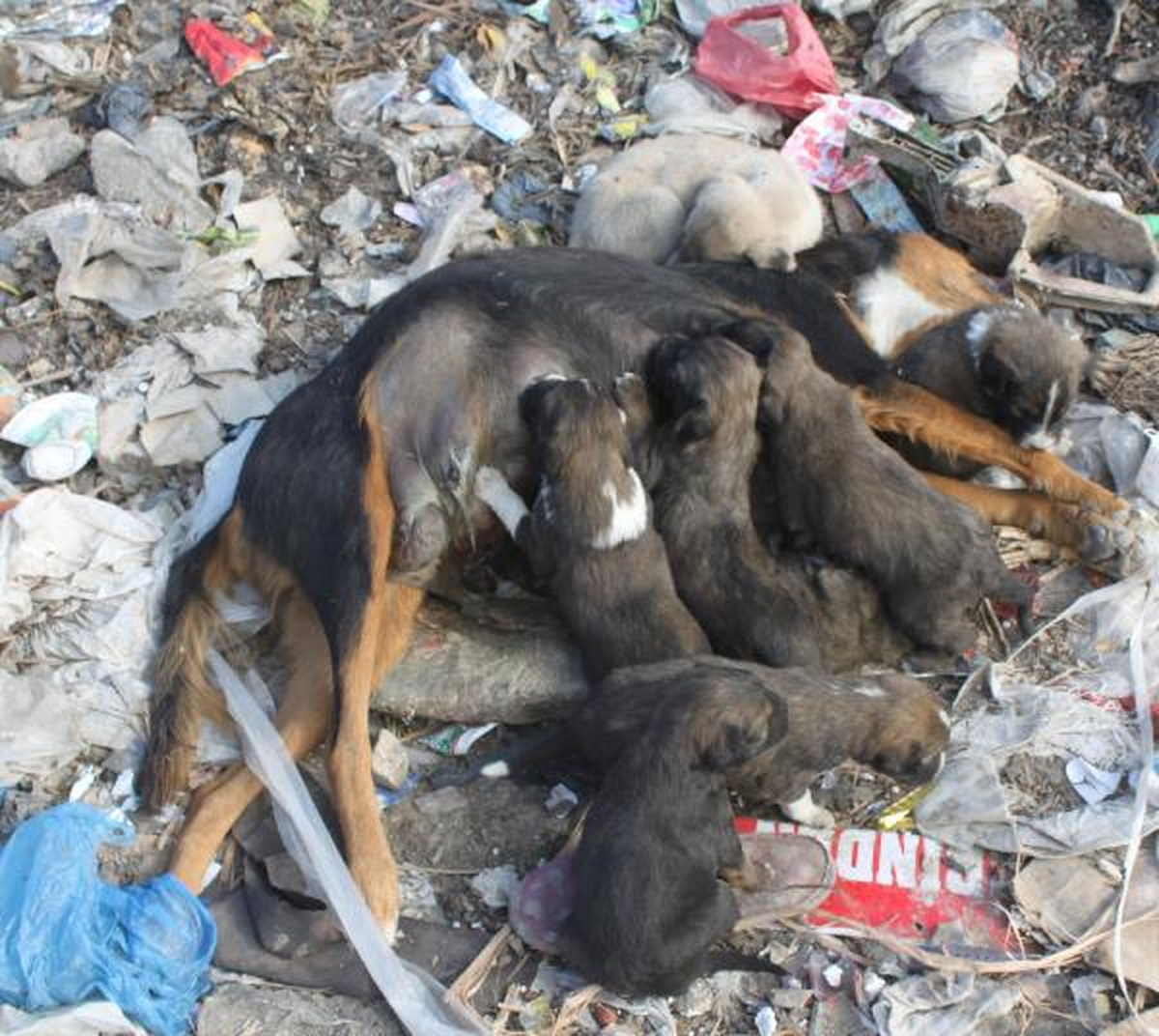 Yavru Köpekler, Ölen Annelerini Emmeye Çalıştı