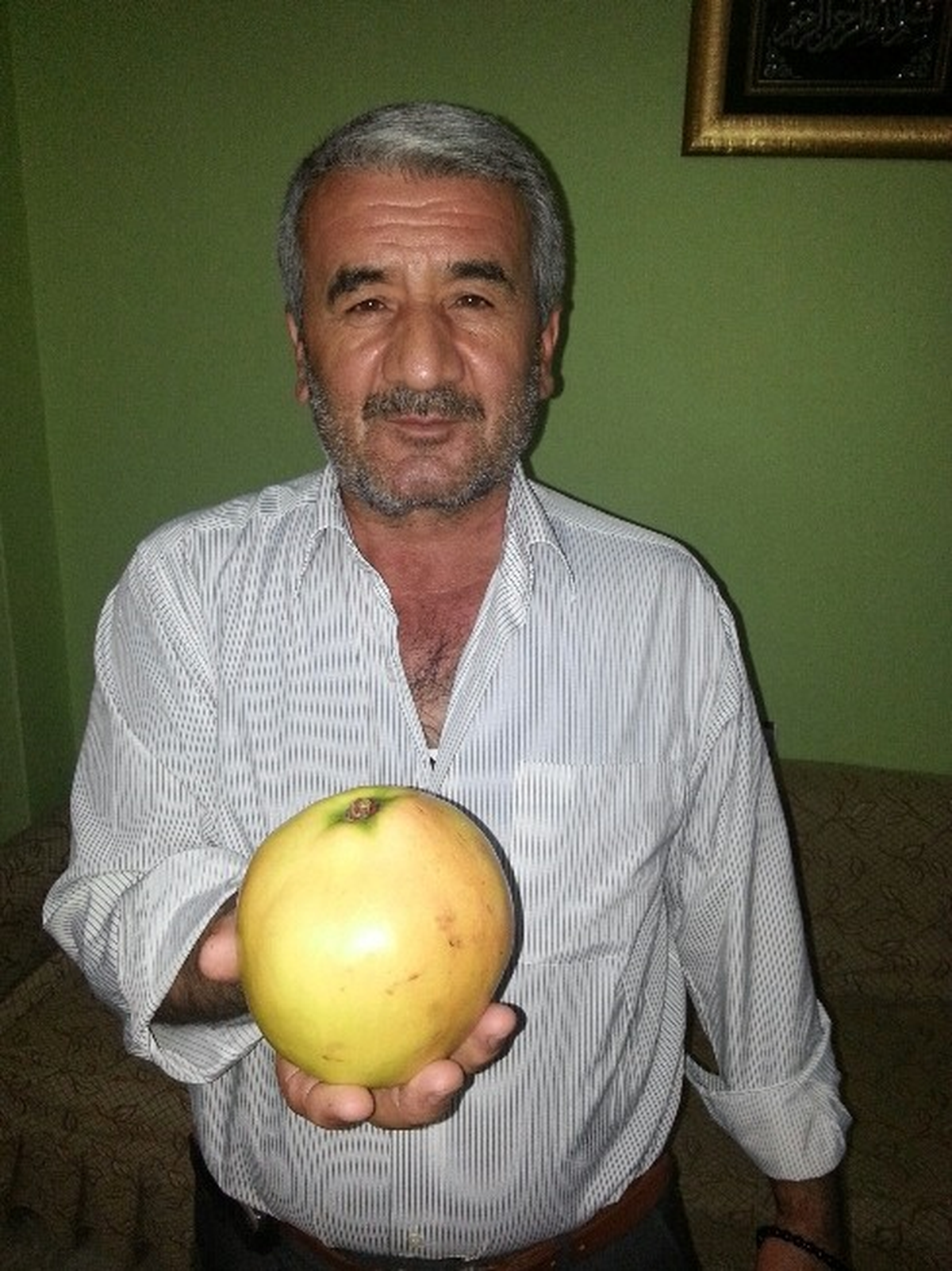 1 Kilogramlık Ayvalar Görenleri Şaşırttı