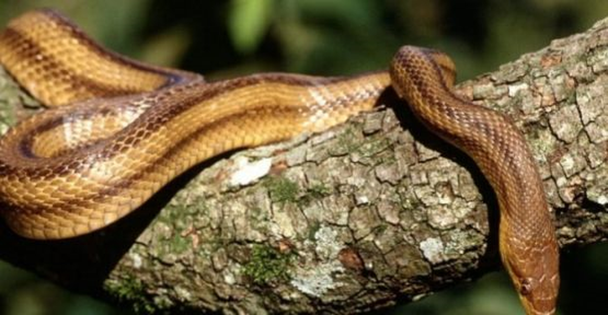 Beypazarı'nda Bir Kişiyi Yılan Soktu