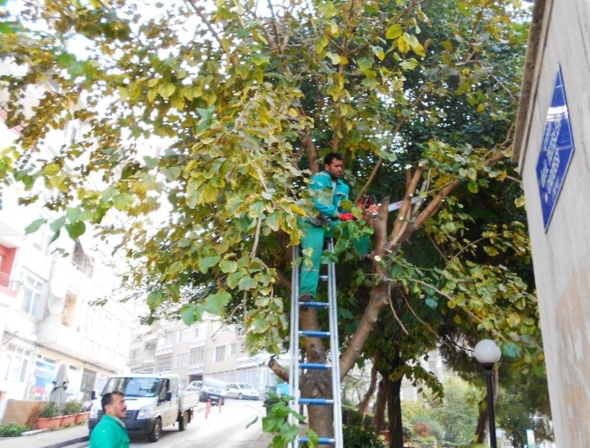 İzmit\'te Budama Sezonu Başladı