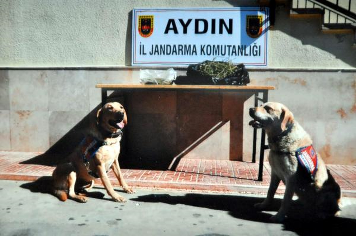 Jandarmadan Esrar Operasyonu