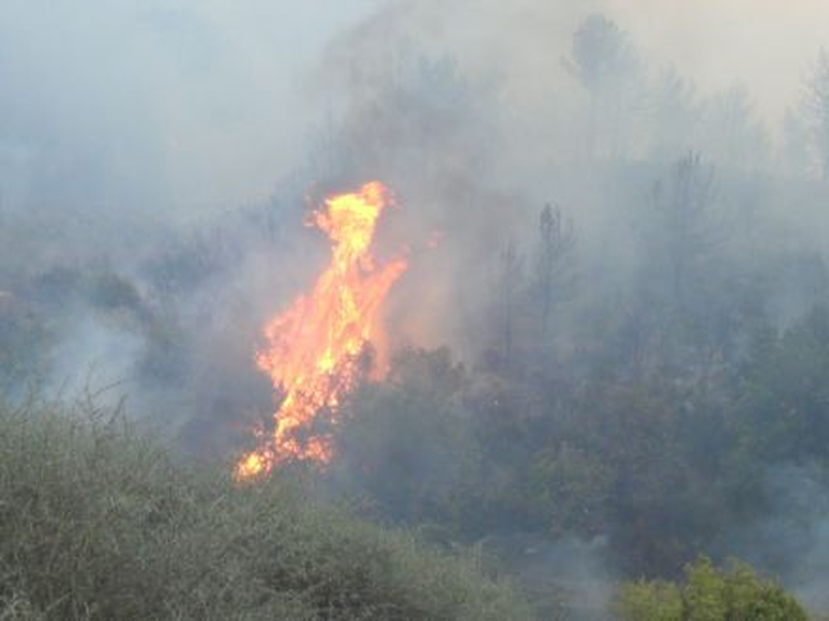 Mantarcı Ateşi 25 Orman Yangınına Neden Oldu