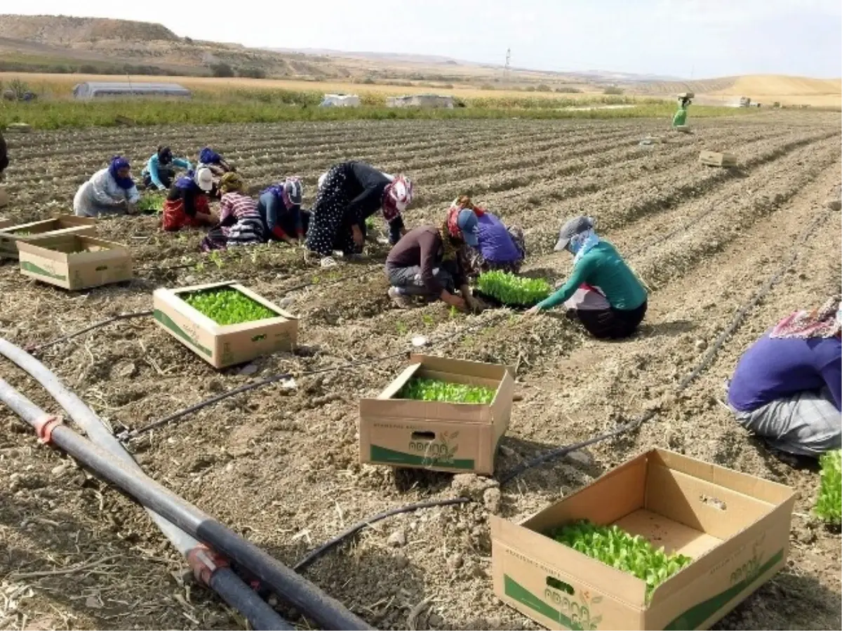 Marul Gap Çiftçisini Yeni Ürünü