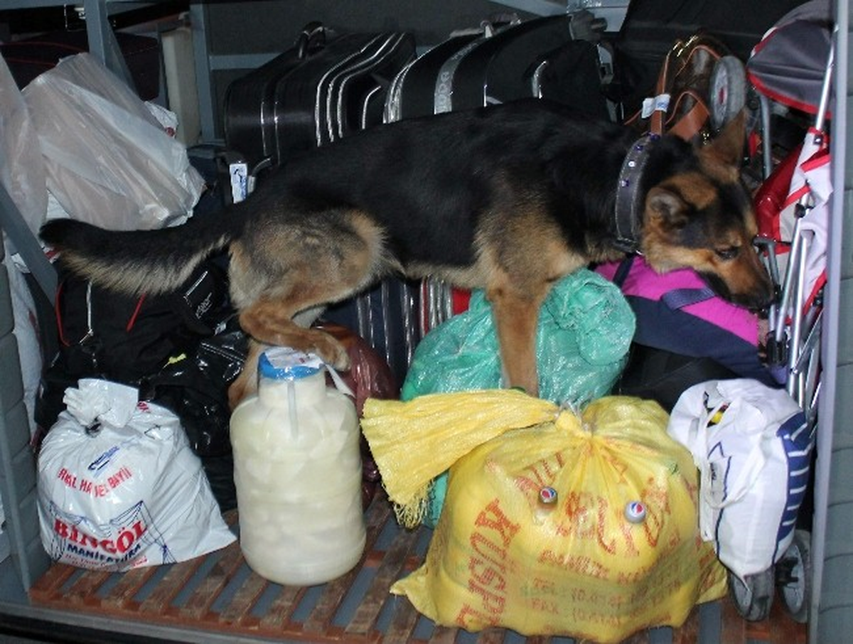 Narkotik Köpekleri Nil 7, Ares 4 Kilo Uyuşturucu Buldu