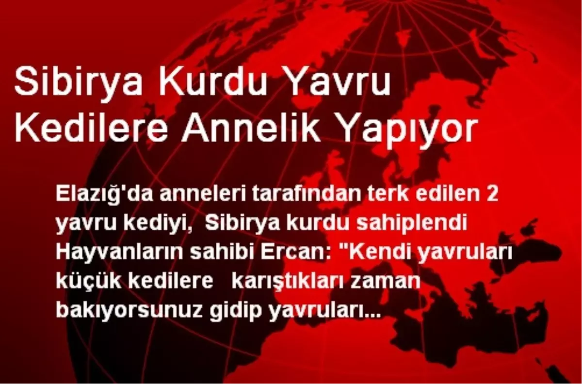 Sibirya Kurdu Yavru Kedilere Annelik Yapıyor