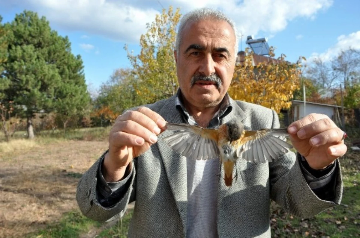 Sivas\'taki Bülbül Ölümleri Dikkat Çekiyor