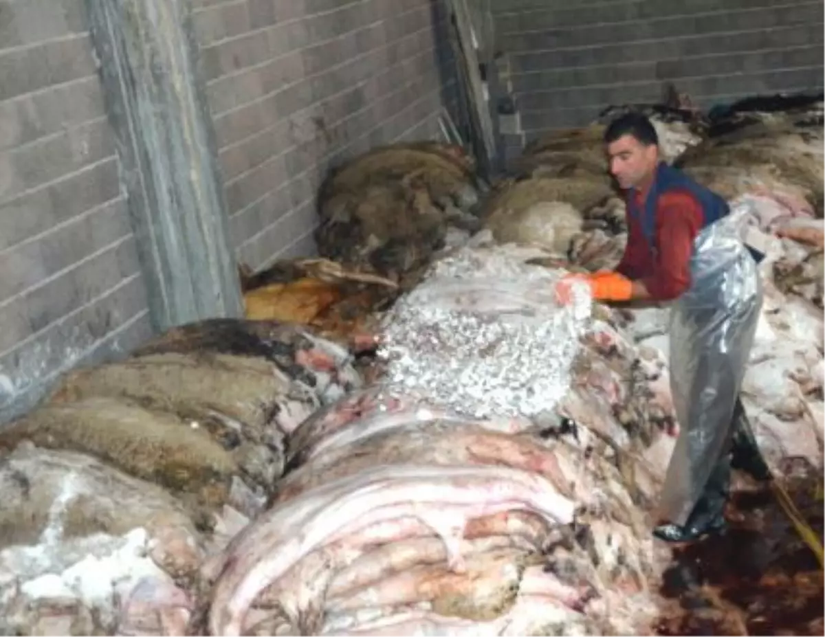 Thk İpsala\'da Bin 192 Kurban Derisi Topladı