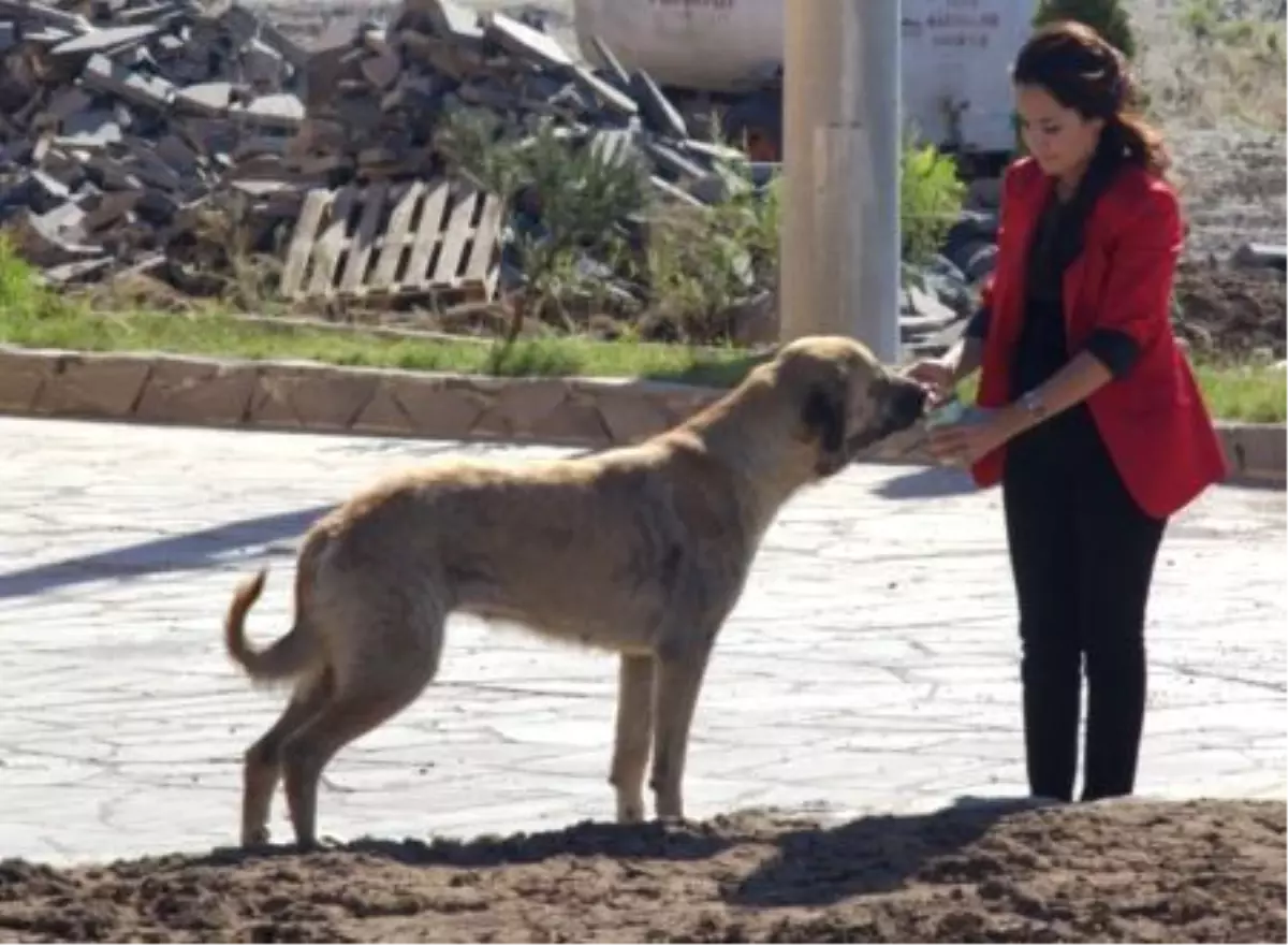 Belediye Hizmet Binası İnşaatını Sokak Köpekleri Koruyacak