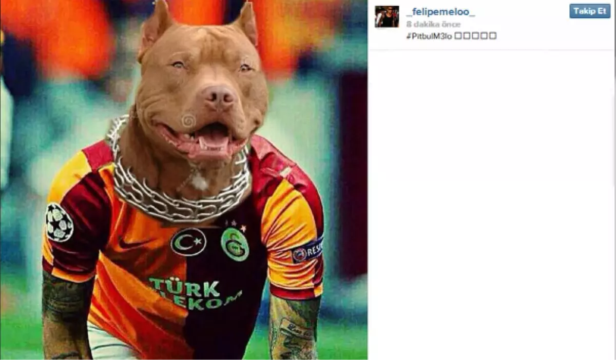 Melo, Photoshop ile Pitbull Oldu