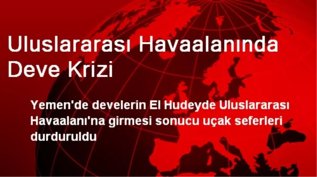 Uluslararası Havaalanında Deve Krizi