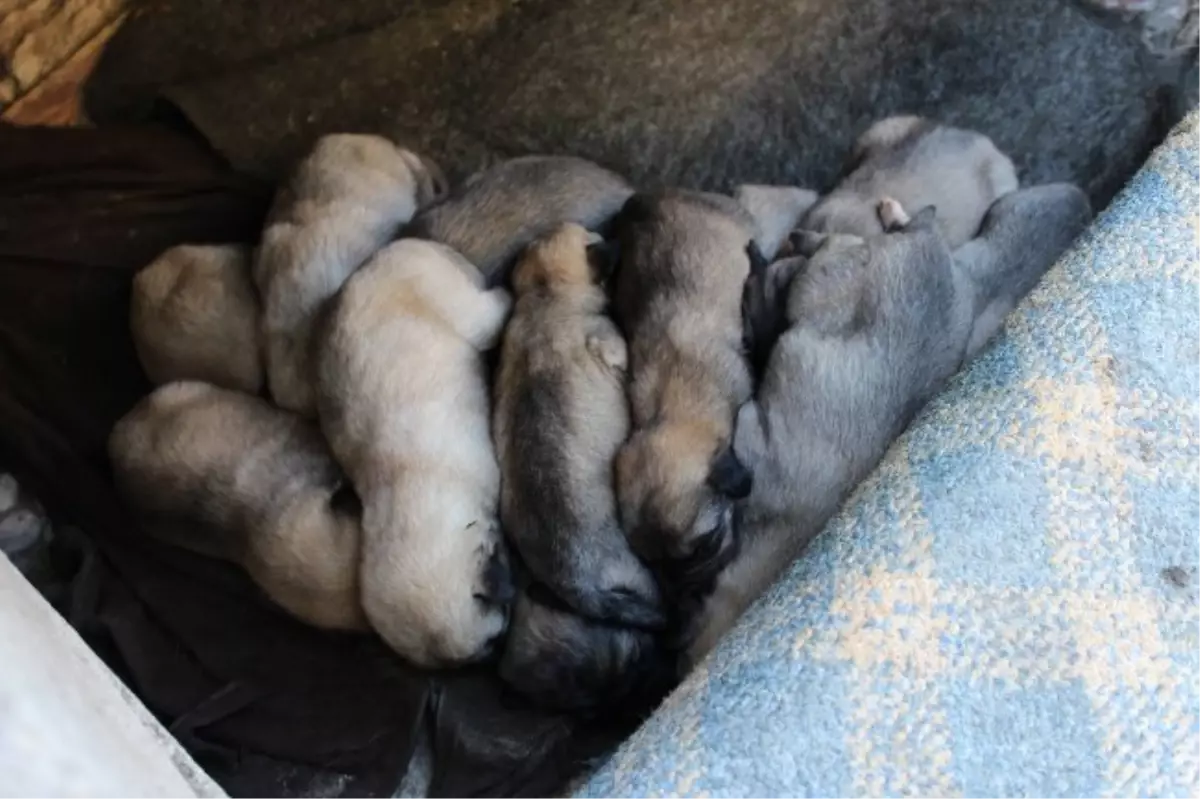 Anneleri Ölen 13 Yavru Köpeğe Mahalleli Sahip Çıktı