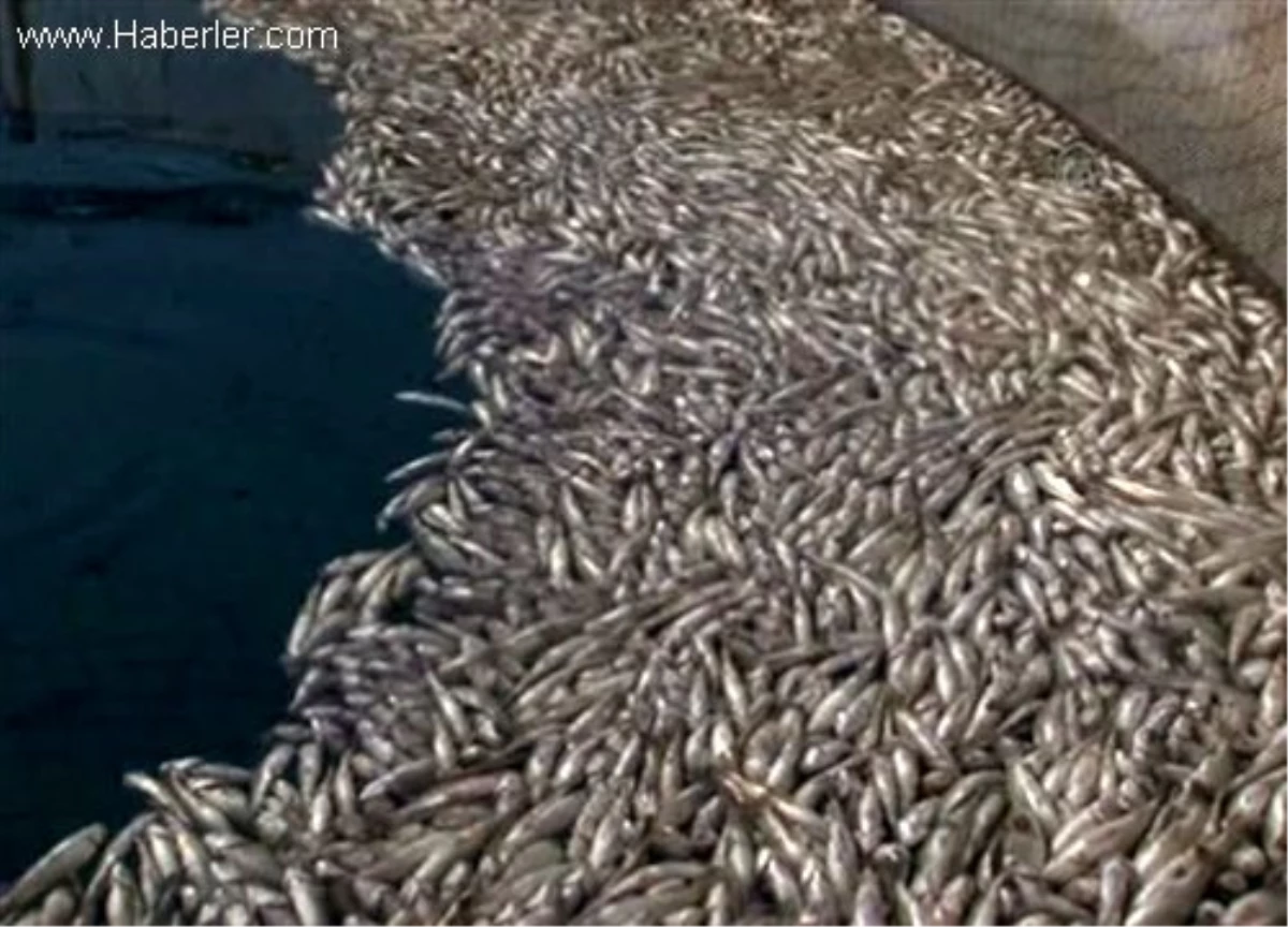Alabalık Çiftliğinde 1,5 Milyona Yakın Balık Telef Oldu