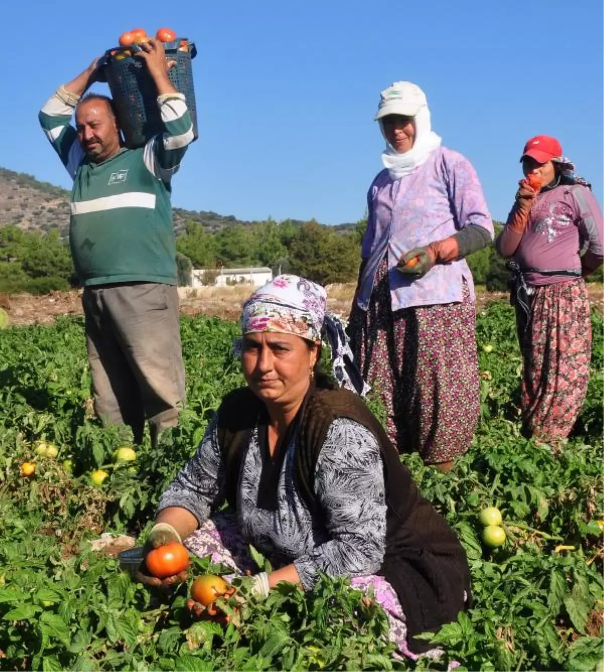 Datça\'nın Güz Domatesi Üreticinin Yüzünü Güldürdü