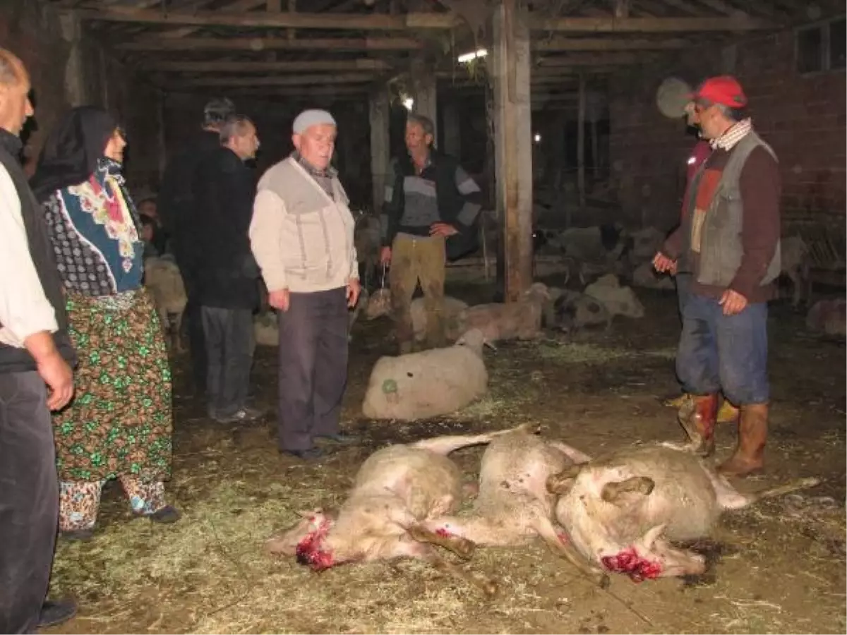 Hasat Edilen Mısır Tarlasında Otlayan Koyunlar Hastalanınca Kesildi
