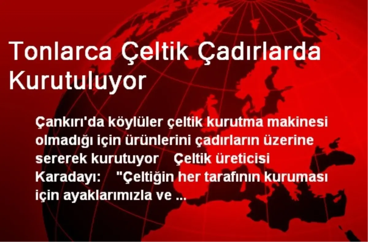 Tonlarca Çeltik Çadırlarda Kurutuluyor