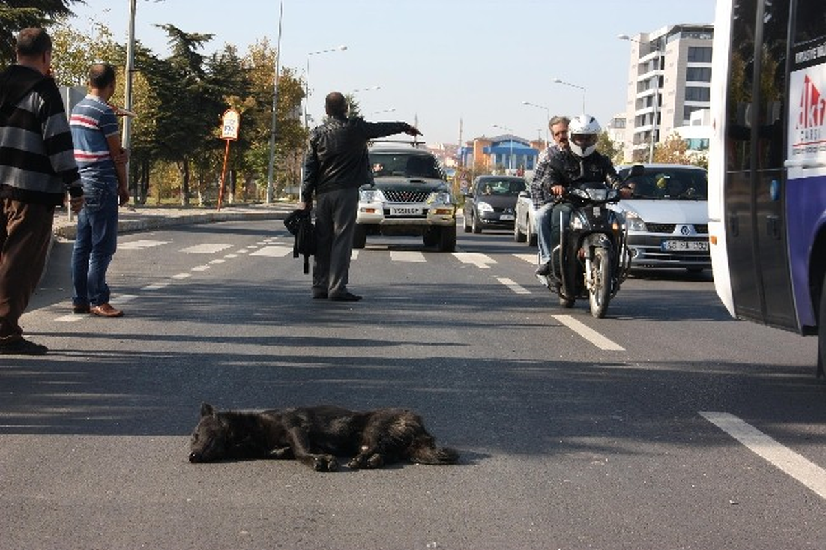 Yaralı Sokak Köpeği İçin Seferber Oldular