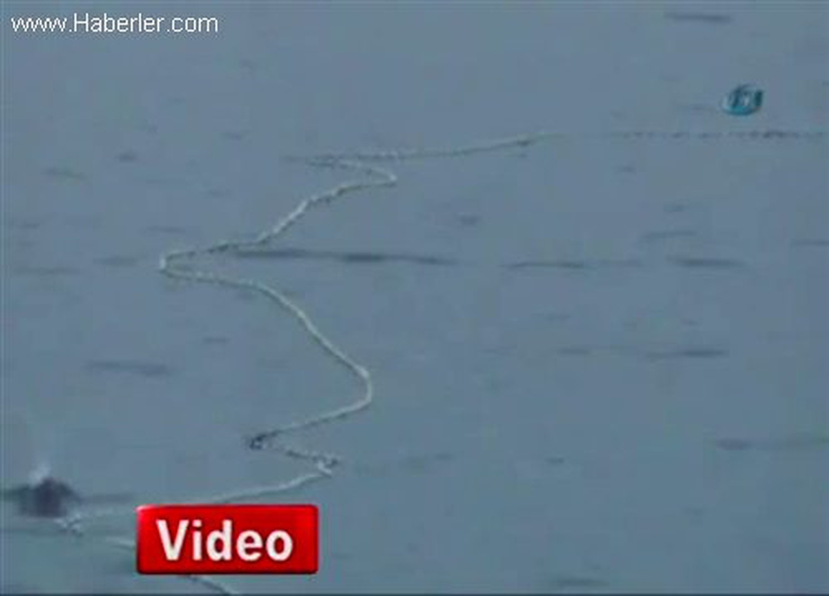 Batı Karadeniz\'de Yunuslar Ağlardaki Balıkları Böyle Yedi