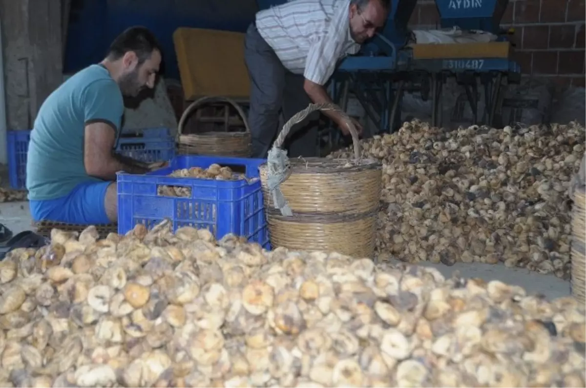 Depolarda Bekletilen İncircirde Aflatoksin Uyarısı