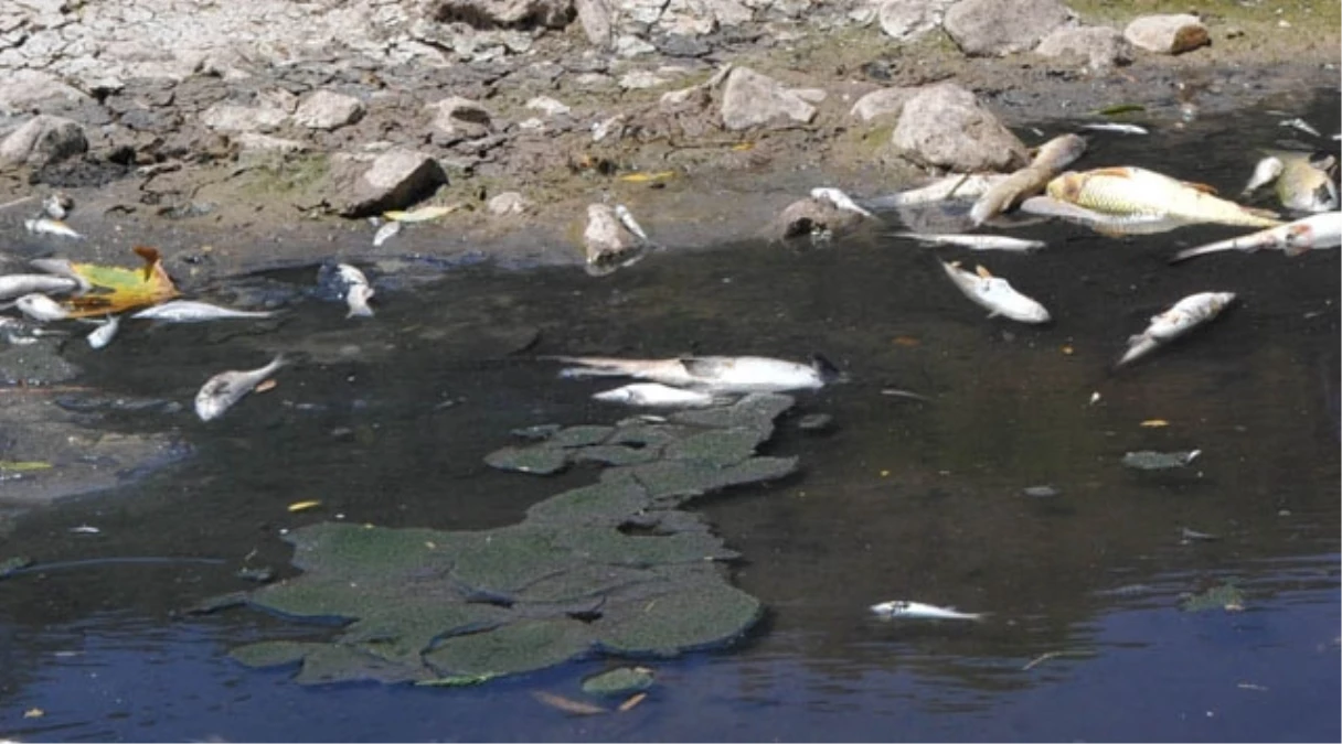 Gediz Nehri\'nde atık su kirliliği