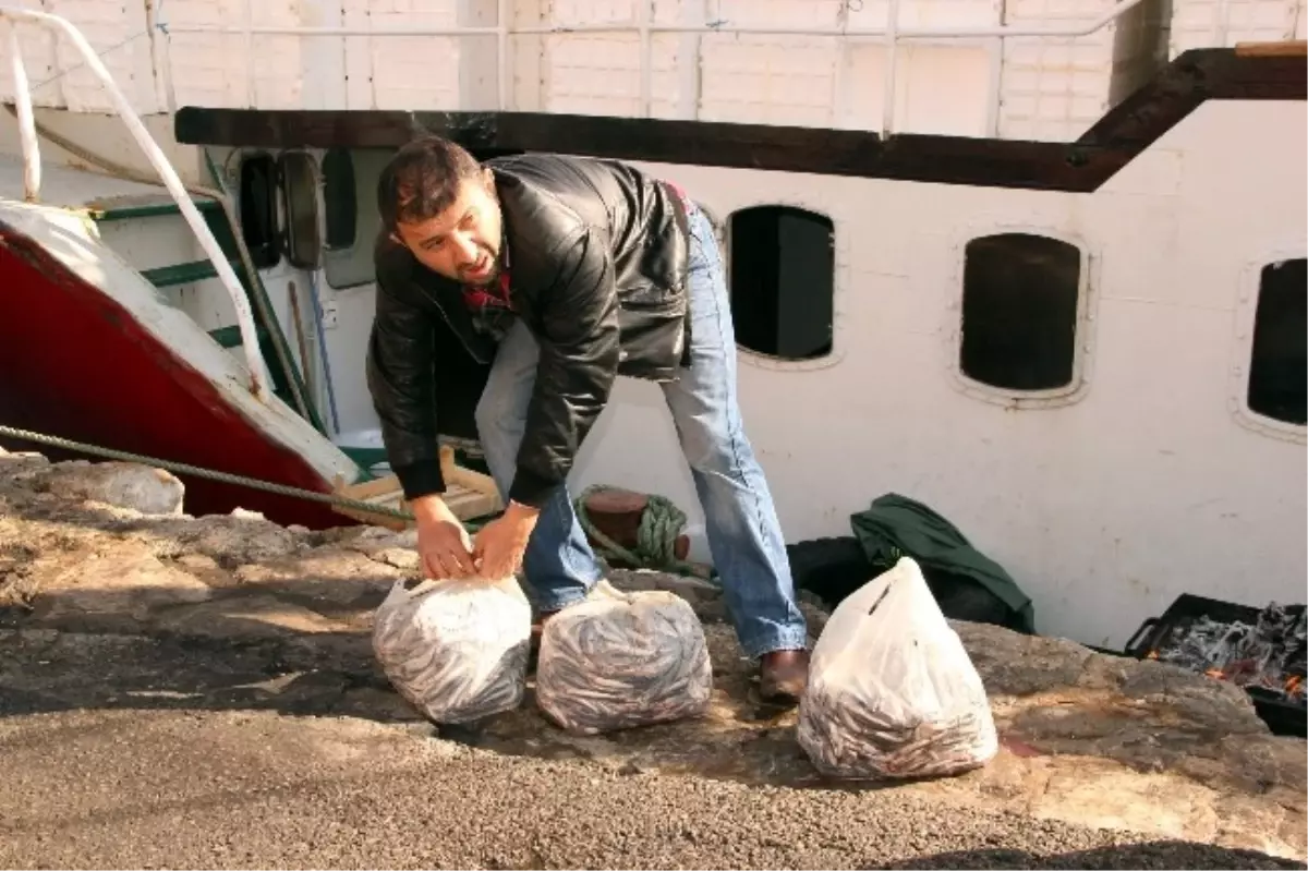 Karadeniz\'de Hamsi Bolluğu