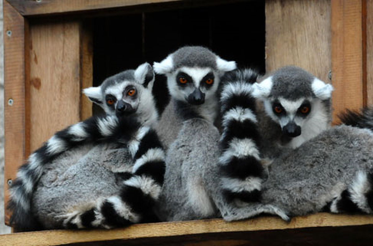 Nesli Tükenen Lemurlara Özel Bakım