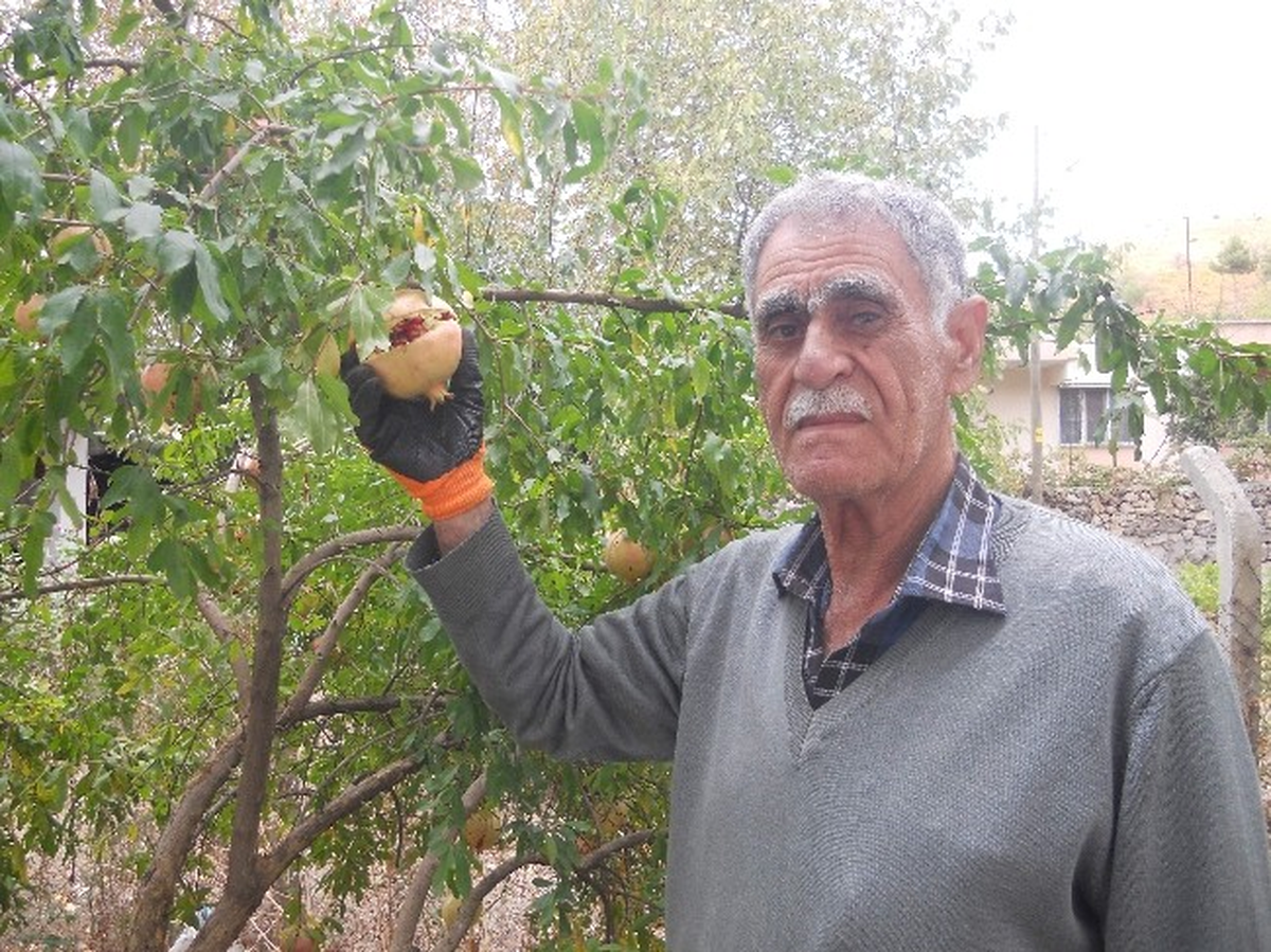 Gölbaşılı Nar Üreticileri Dertli