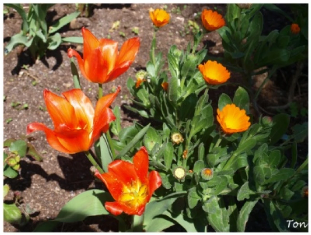 Melikgazi Belediyesi, Lale, Nergis ve Yıldız Çiçeği Satın Aldı
