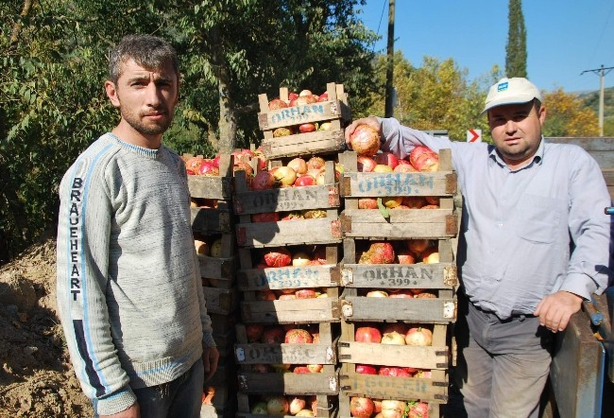 Aydın\'da Nar Fiyatı, Üreticiye Hayal Kırıklığı Yaşattı