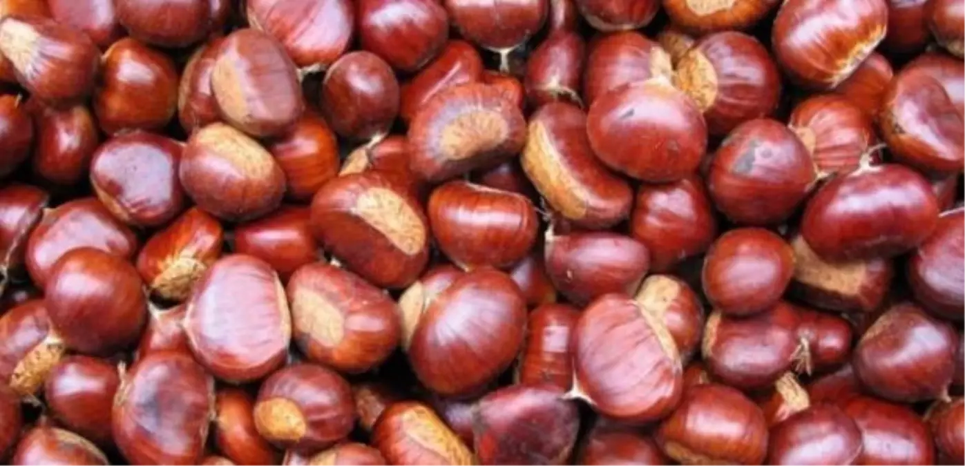 Denizli\'de Kestane Hasadı Başladı