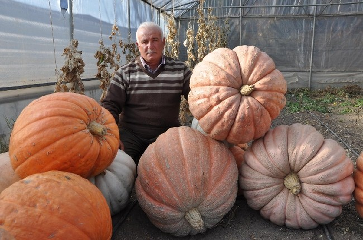 Yozgat\'ta 100 Kiloluk Kabaklar Görenleri Şaşırtıyor