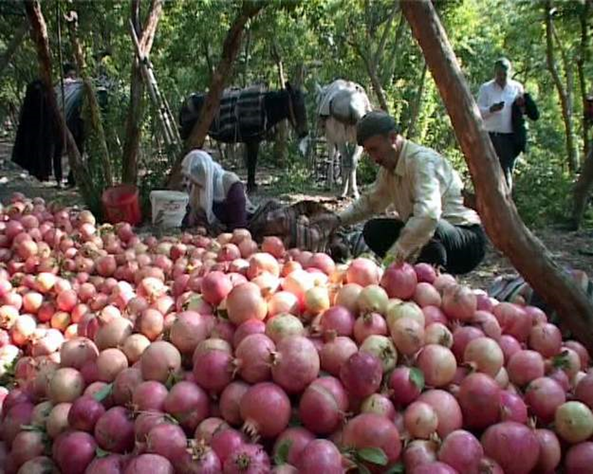 Fıstık ve Balda Hüsran Yaşayan Siirt\'in Nar\'da Yüzü Güldü