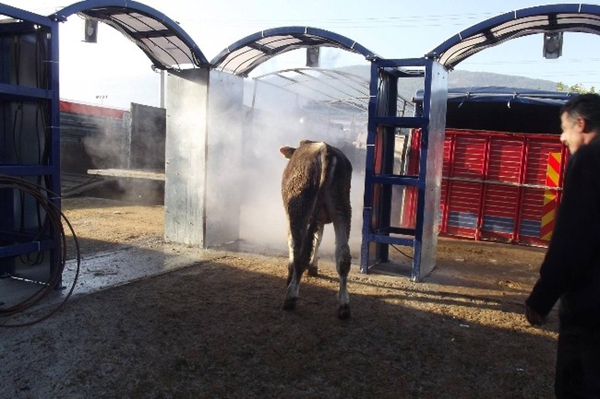 Hayvan Pazarında Dezenfekte Dönemi