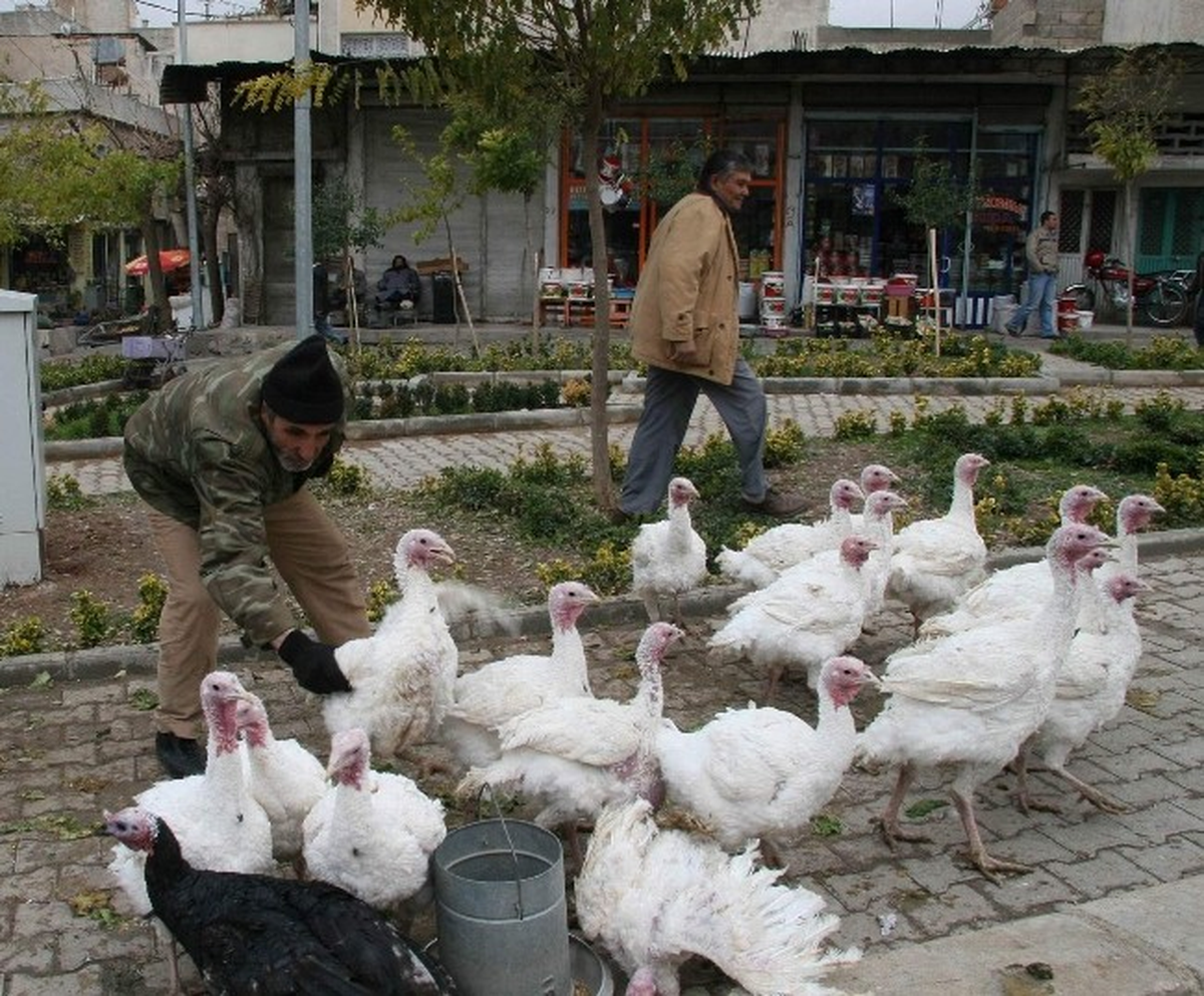 Kilis\'teki Kümes Hayvanı Sayısı 237 Bin Oldu