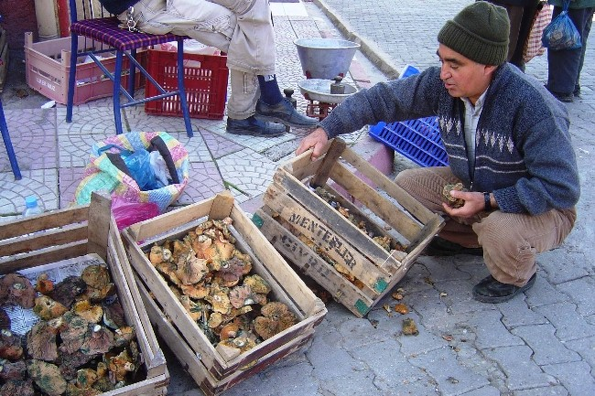 Kırmızı Mantar Geçim Kaynağı