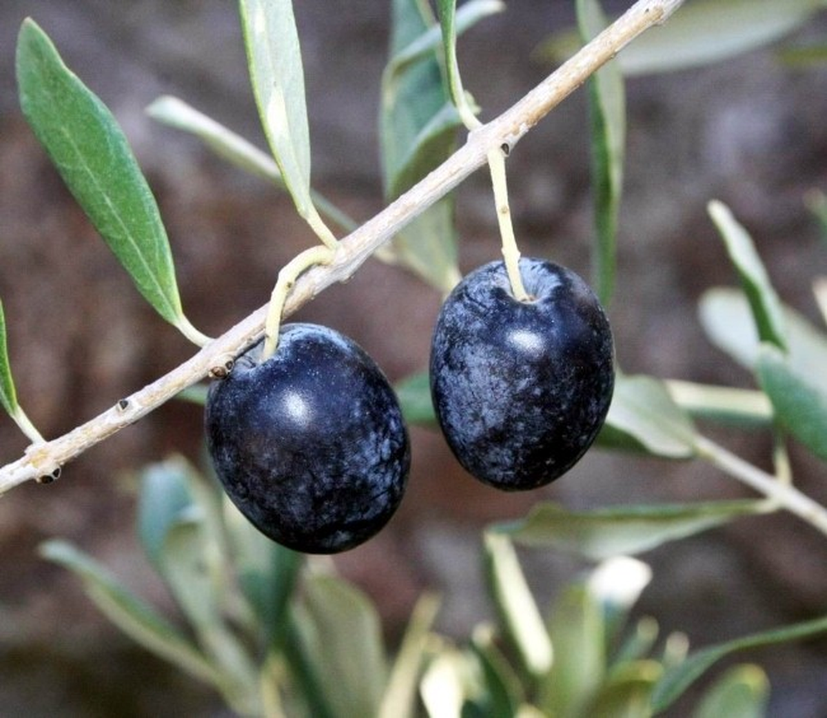 (Özel Haber) Zeytin Üreticisinin Prim Tespiti Tepkisi