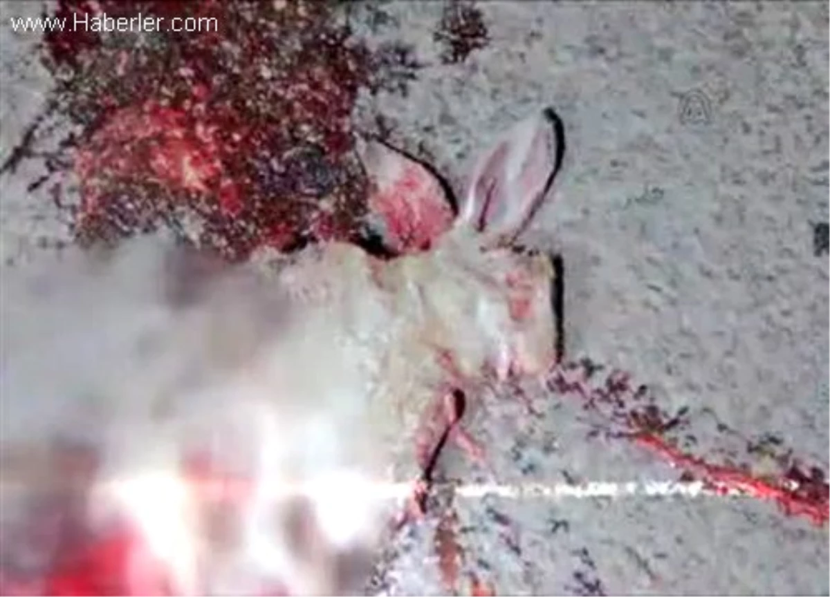 Tavşana çarpmak istemeyen sürücü yaralandı